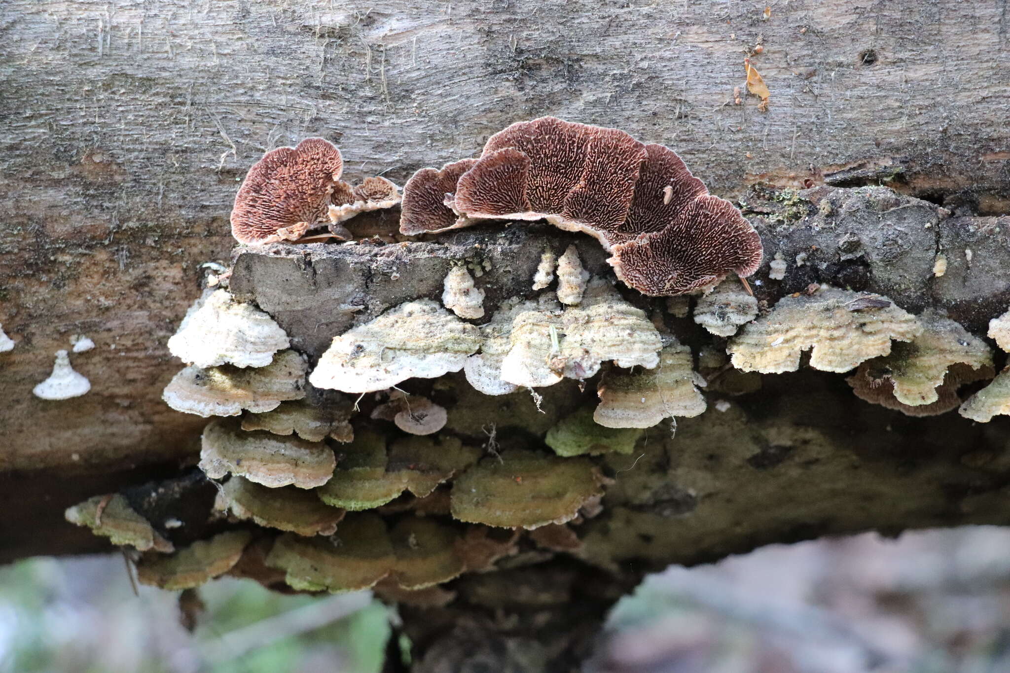 Image de Polypore violet