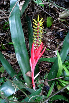 Imagem de Aechmea nudicaulis (L.) Griseb.