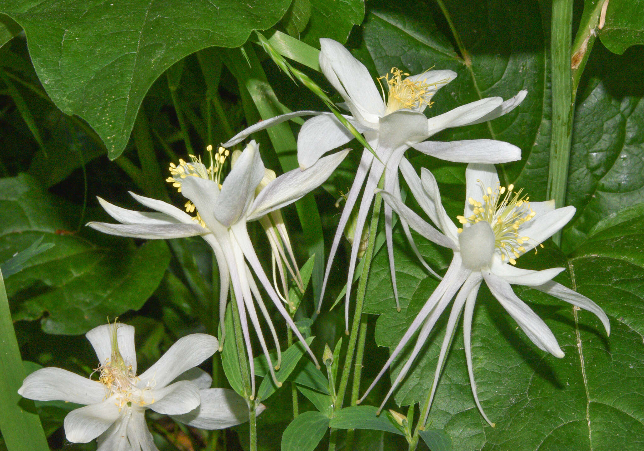 Image of white Colorado columbine