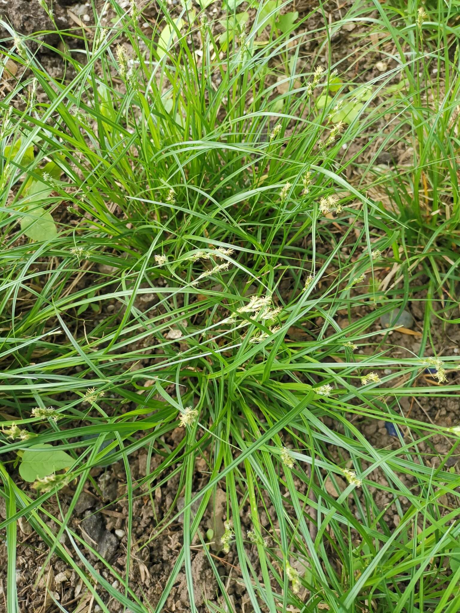 Image de Carex spicata Huds.