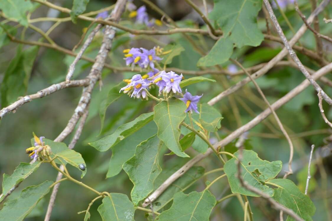 Image de Solanum asperolanatum Ruiz & Pav.