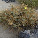 Imagem de Verbascum spinosum L.