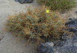 Image of Verbascum spinosum L.