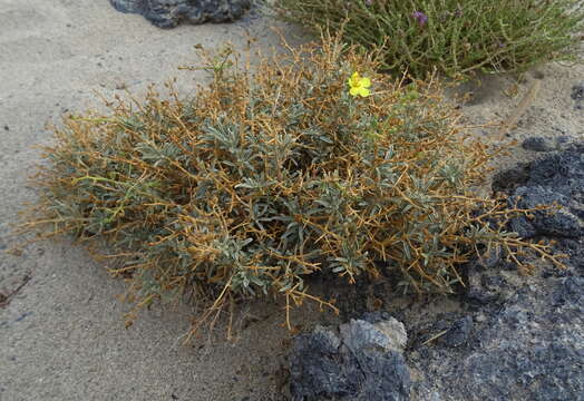 Image de Verbascum spinosum L.