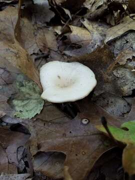 Image of Singerocybe adirondackensis (Peck) Zhu L. Yang & J. Qin 2014