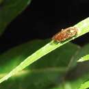 Image of Syrphid fly