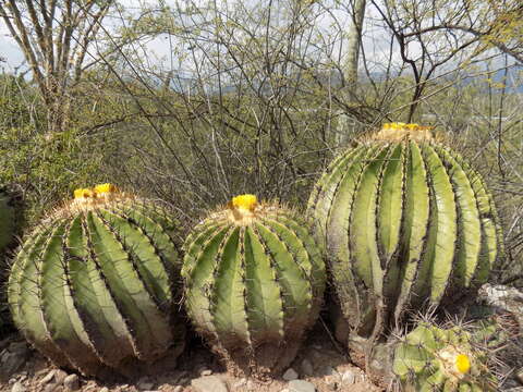 Image of Cactus