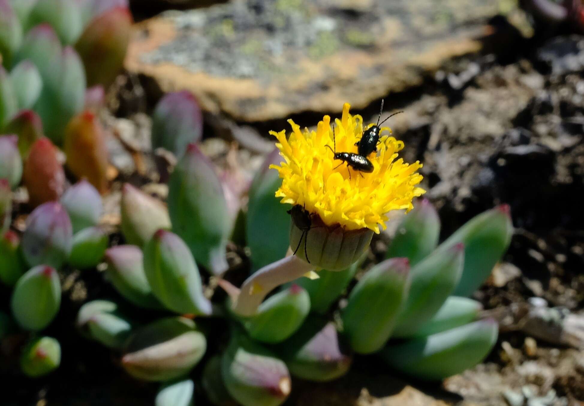 Image of Curio repens (L.) P. V. Heath