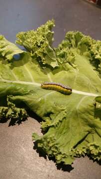 Image of Cross-striped Cabbageworm