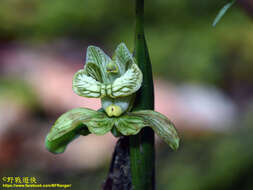Image of Claderia viridiflora Hook. fil.