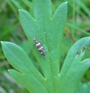 Imagem de Micropterix aureatella Scopoli 1763