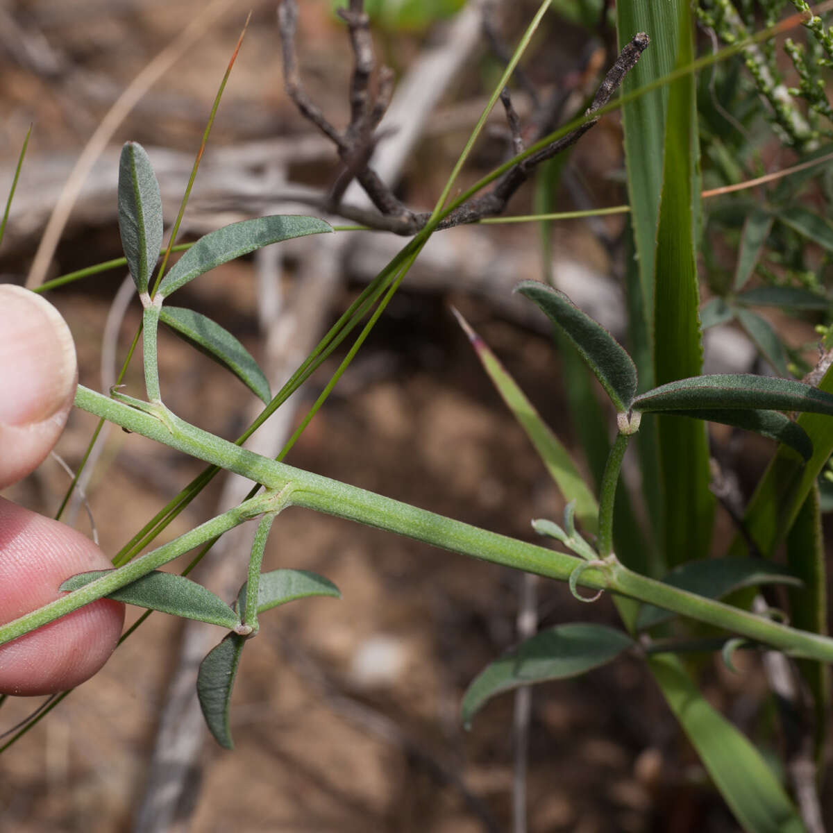 Слика од Indigofera complanata Spreng.