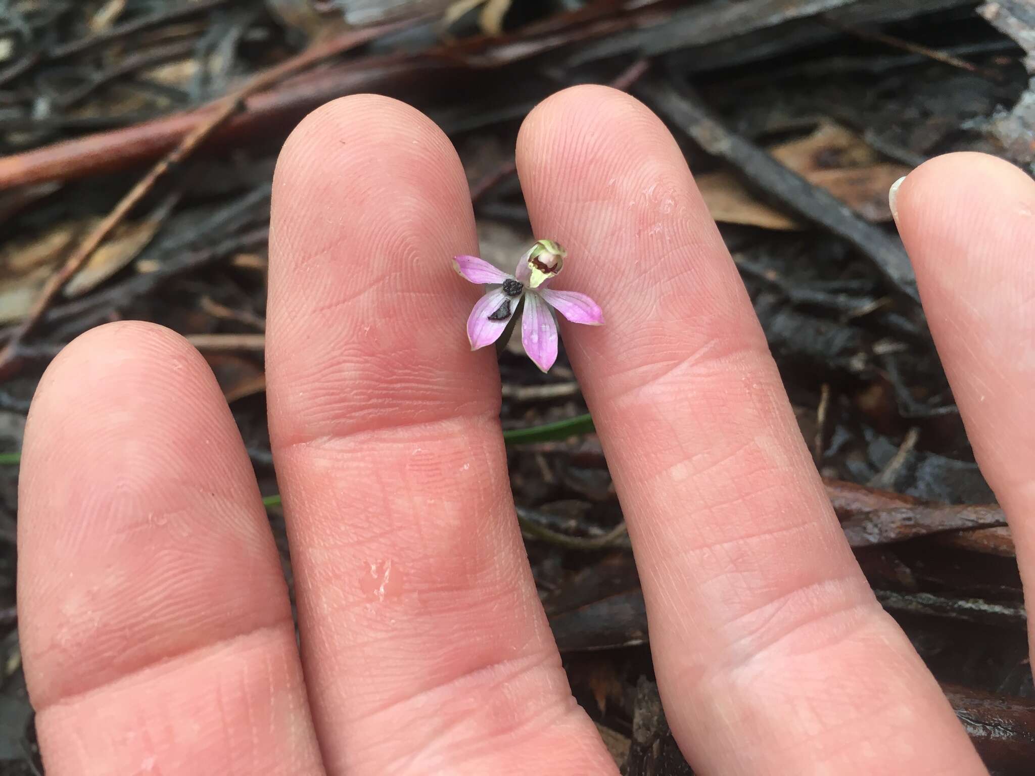 Image of Summer fingers