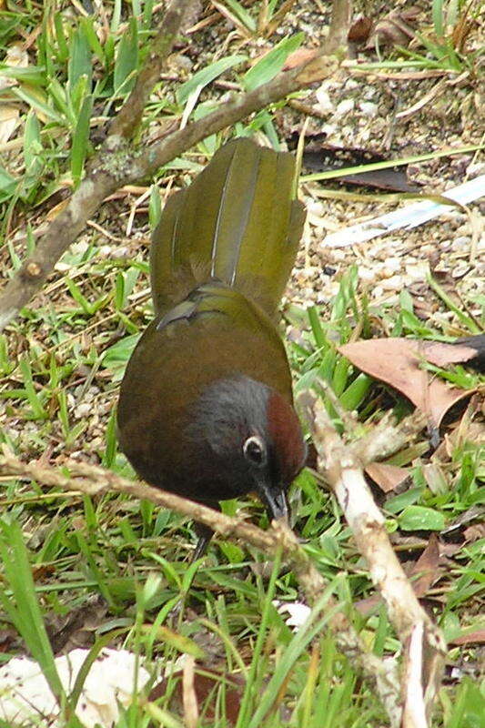 Image of Malayan Laughingthrush