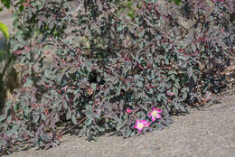 Plancia ëd Rosa glauca Pourret