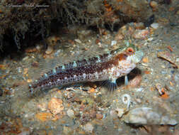 Image of Seaweed Blenny