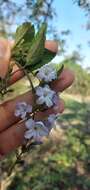 Duranta serratifolia (Griseb.) Kuntze resmi