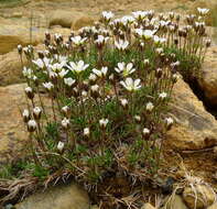 Sivun Cherleria marcescens (Fernald) A. J. Moore & Dillenb. kuva