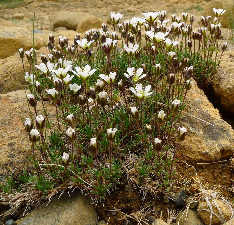 Sivun Cherleria marcescens (Fernald) A. J. Moore & Dillenb. kuva