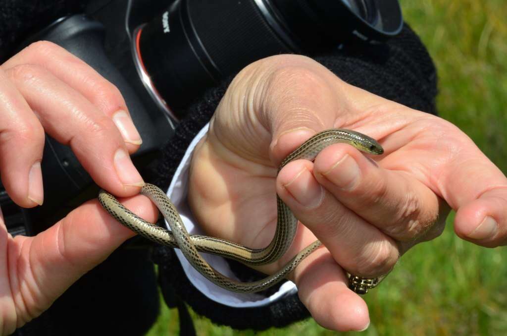 Image of Striped Legless Lizard