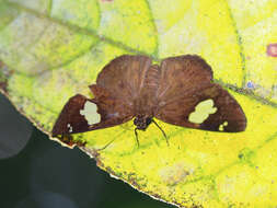 Plancia ëd Celaenorrhinus asmara Butler 1879