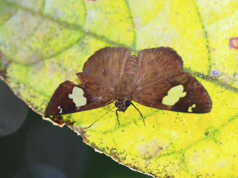 Image of Celaenorrhinus asmara Butler 1879