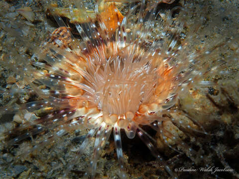 Image of American tube-dwelling anemone