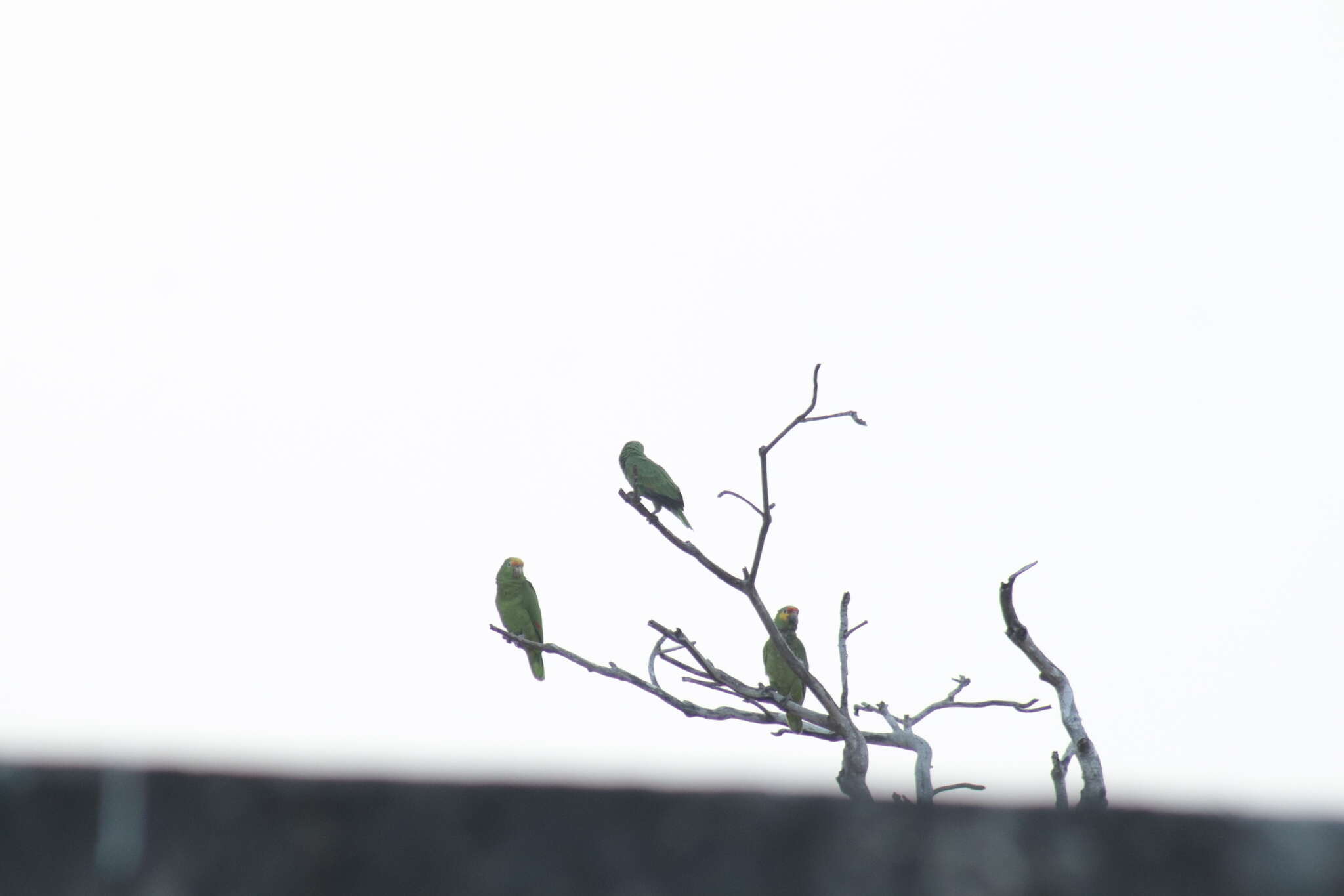 Image of Amazona autumnalis autumnalis (Linnaeus 1758)