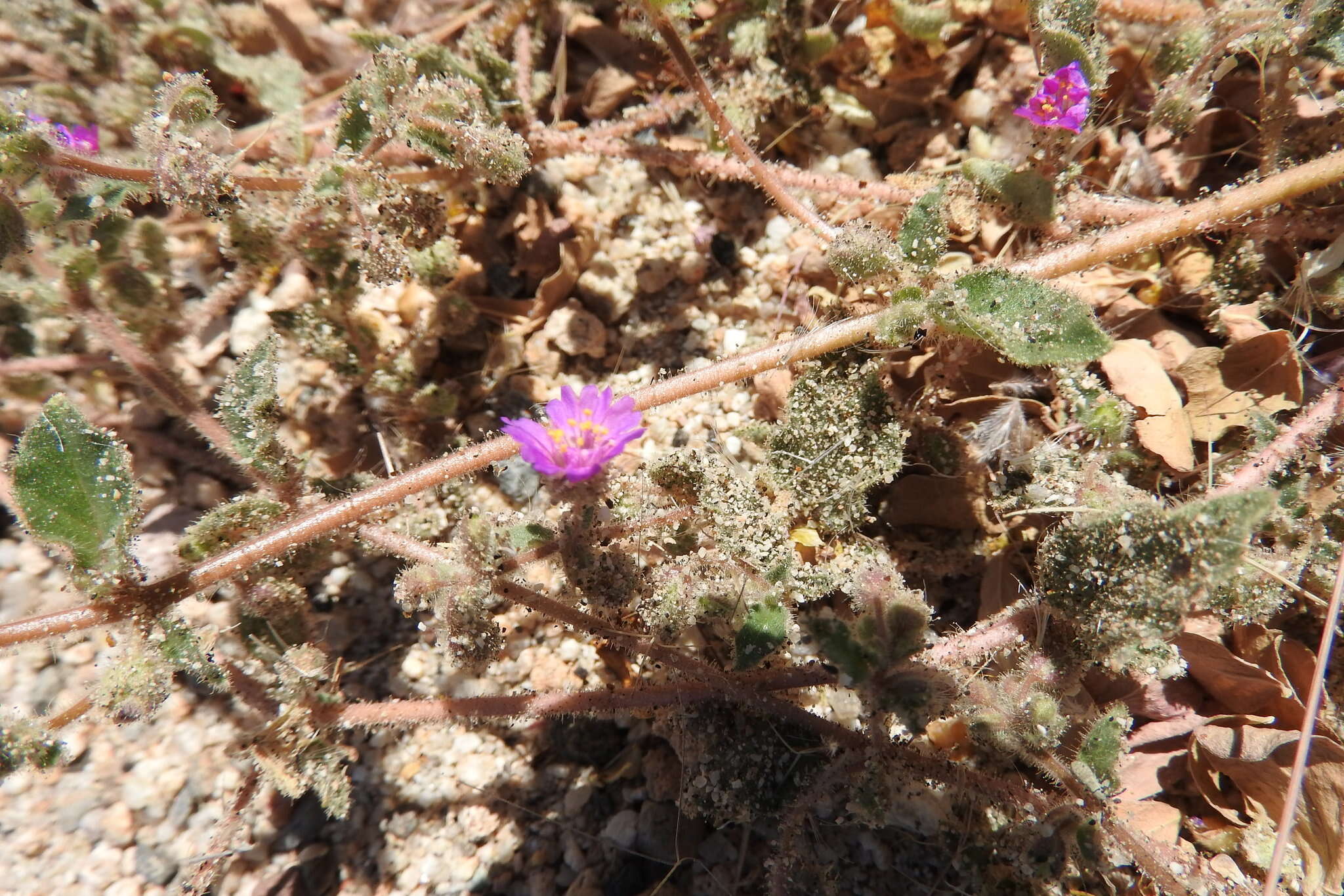 Imagem de Allionia incarnata var. villosa (Standl.) Munz