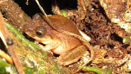 Image of Pristimantis medemi (Lynch 1994)