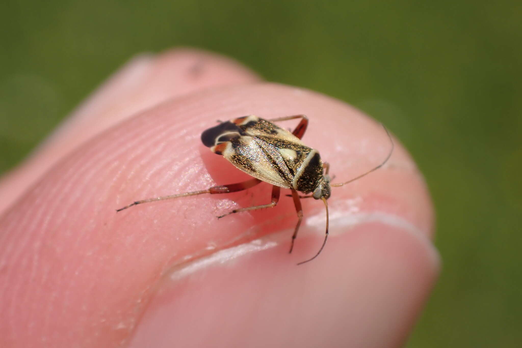 Image of Polymerus unifasciatus (Fabricius 1794)