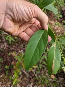 Citharexylum caudatum L.的圖片