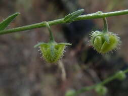 Hackelia diffusa var. arida (Piper) R. L. Carr resmi