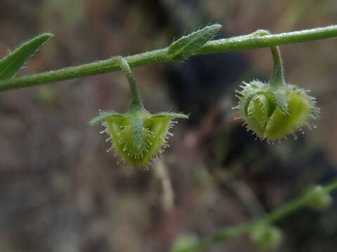 Image de Hackelia diffusa var. arida (Piper) R. L. Carr