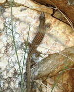 Image of Dalmatian Wall Lizard