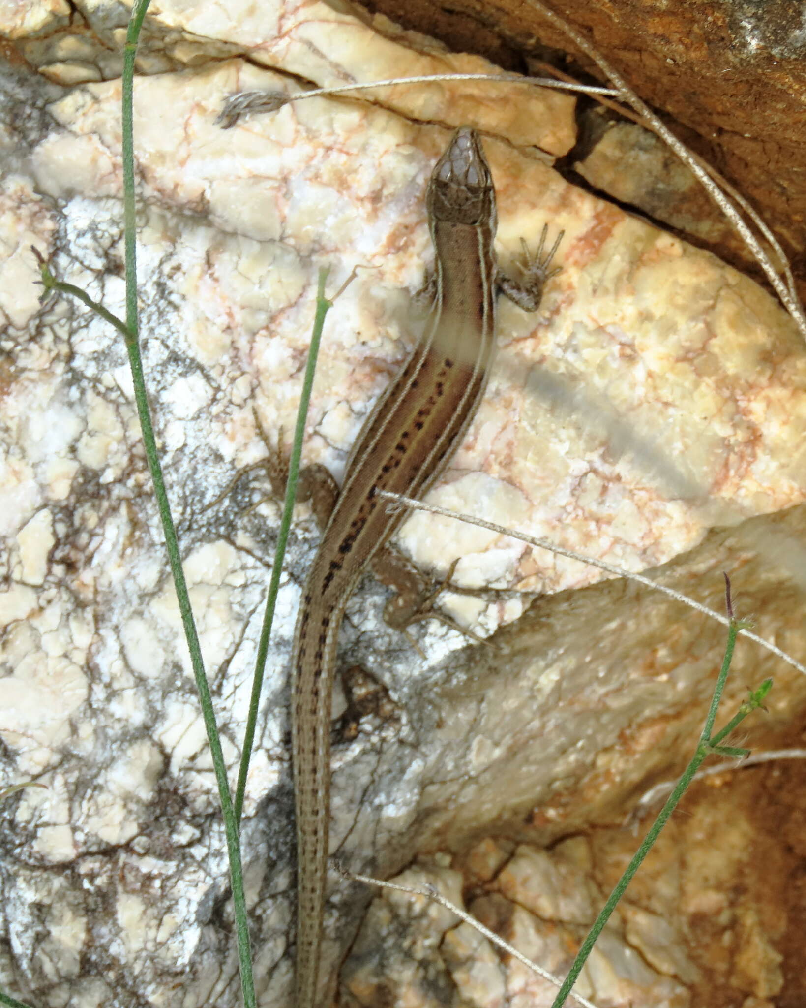 Image of Dalmatian Wall Lizard