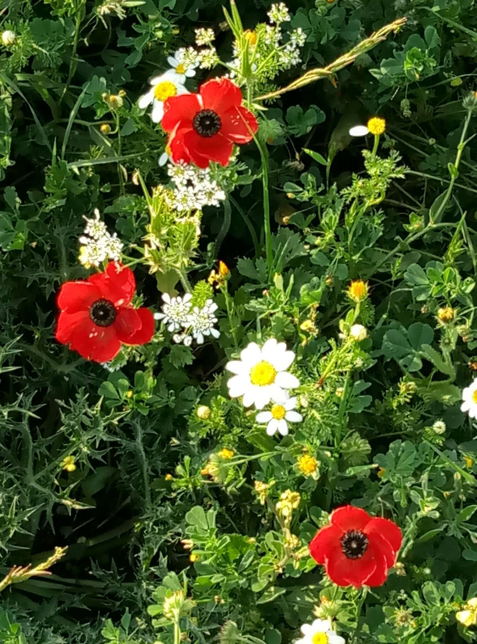 Image of Ranunculus asiaticus