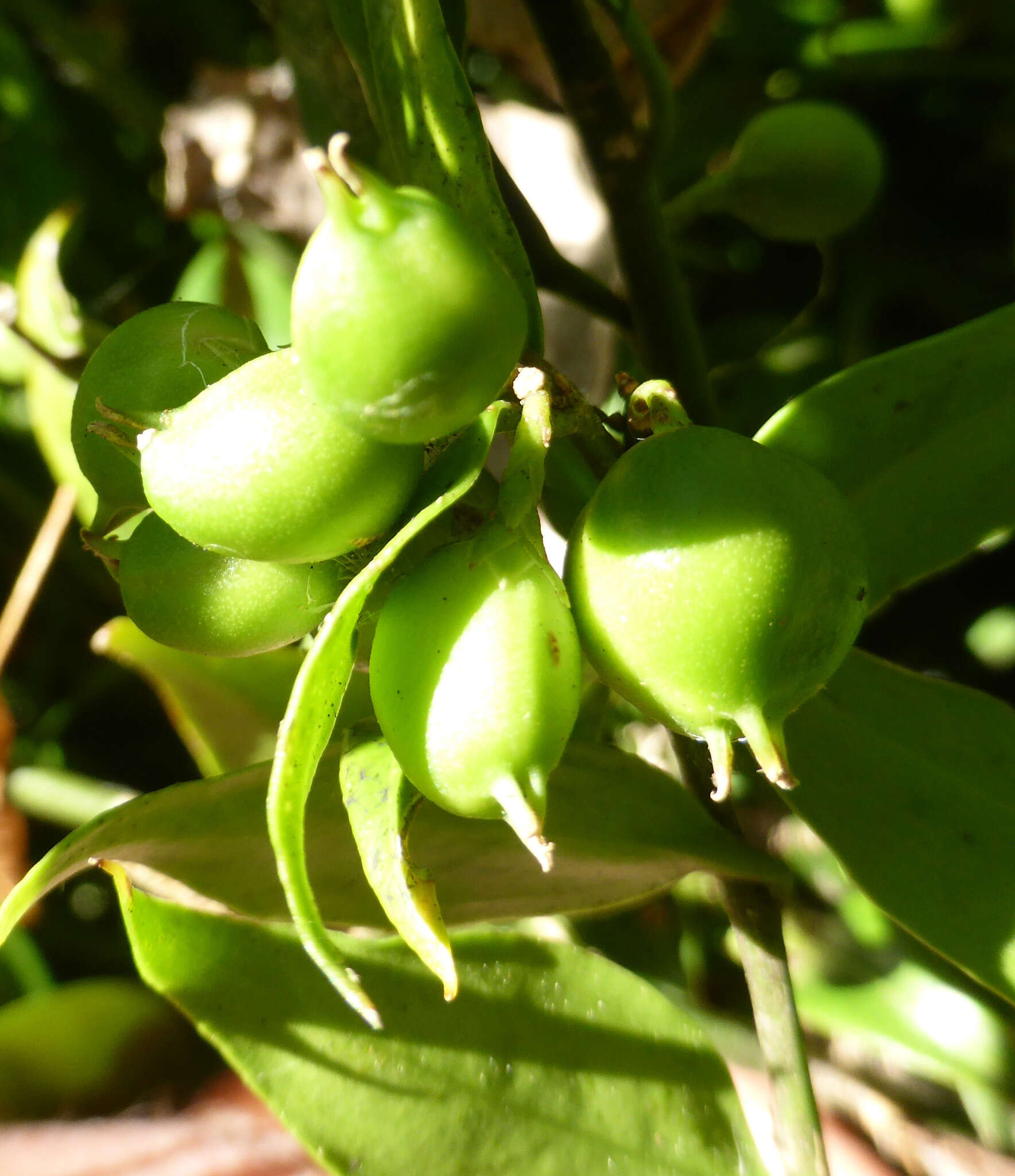 Plancia ëd Sarcococca ruscifolia Stapf