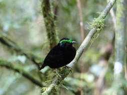 Image of Philepitta Geoffroy Saint-Hilaire & I 1838