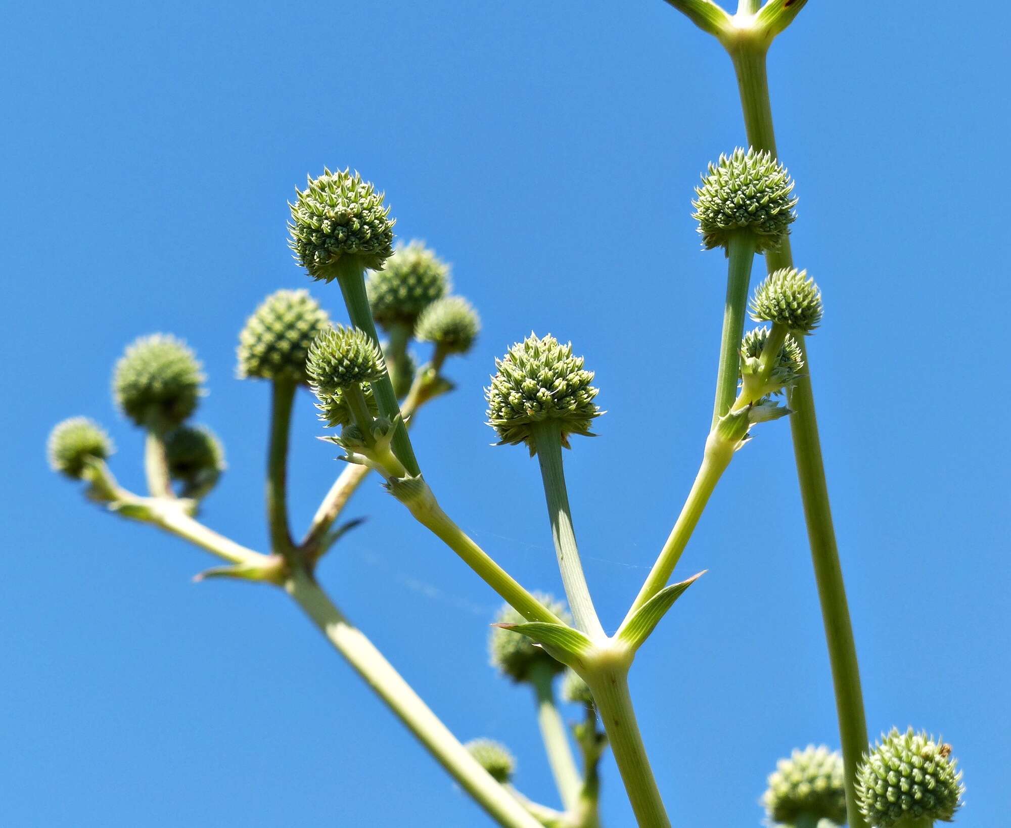 Eryngium horridum Malme resmi