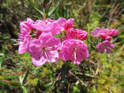 Image of Kalmia microphylla (Hook.) A. Heller