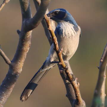 Sivun Aphelocoma californica hypoleuca Ridgway 1887 kuva