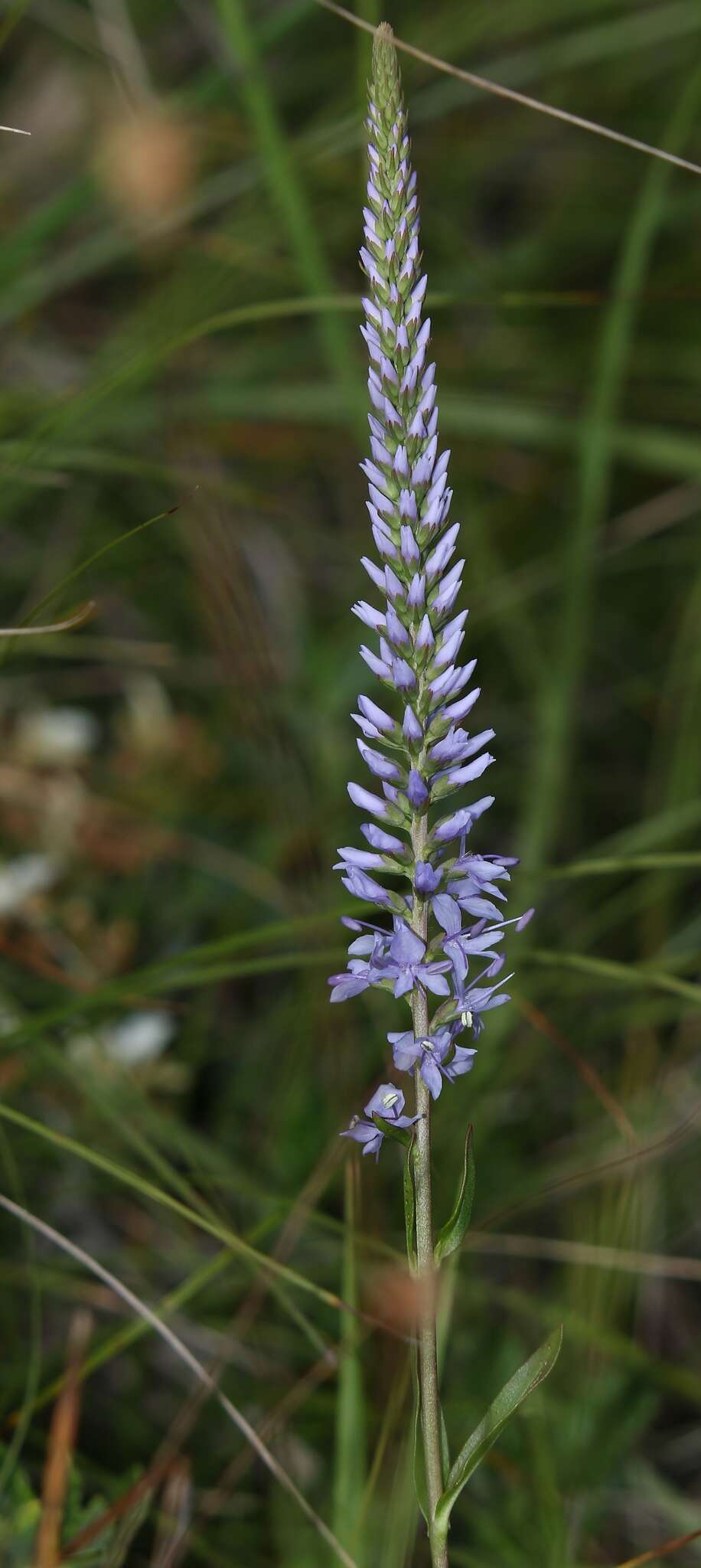 Image of Veronica barrelieri subsp. nitens (Host) Albach