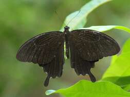 Image of Papilio nephelus Boisduval 1836