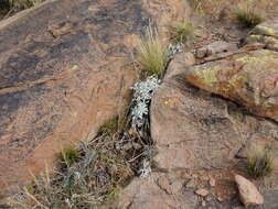 Sivun Gamochaeta stachydifolia (Lam.) Cabrera kuva