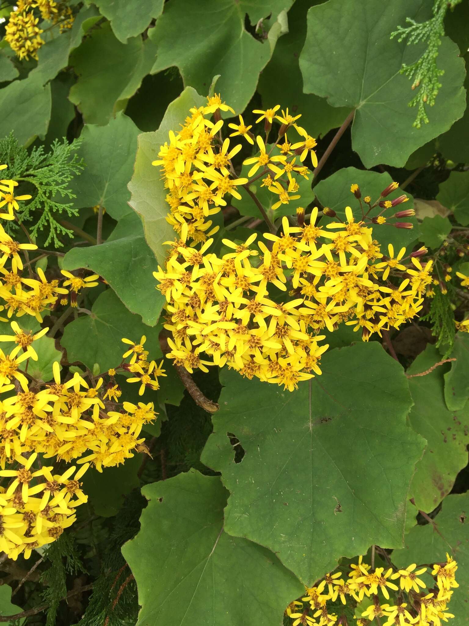 Image of velvet groundsel