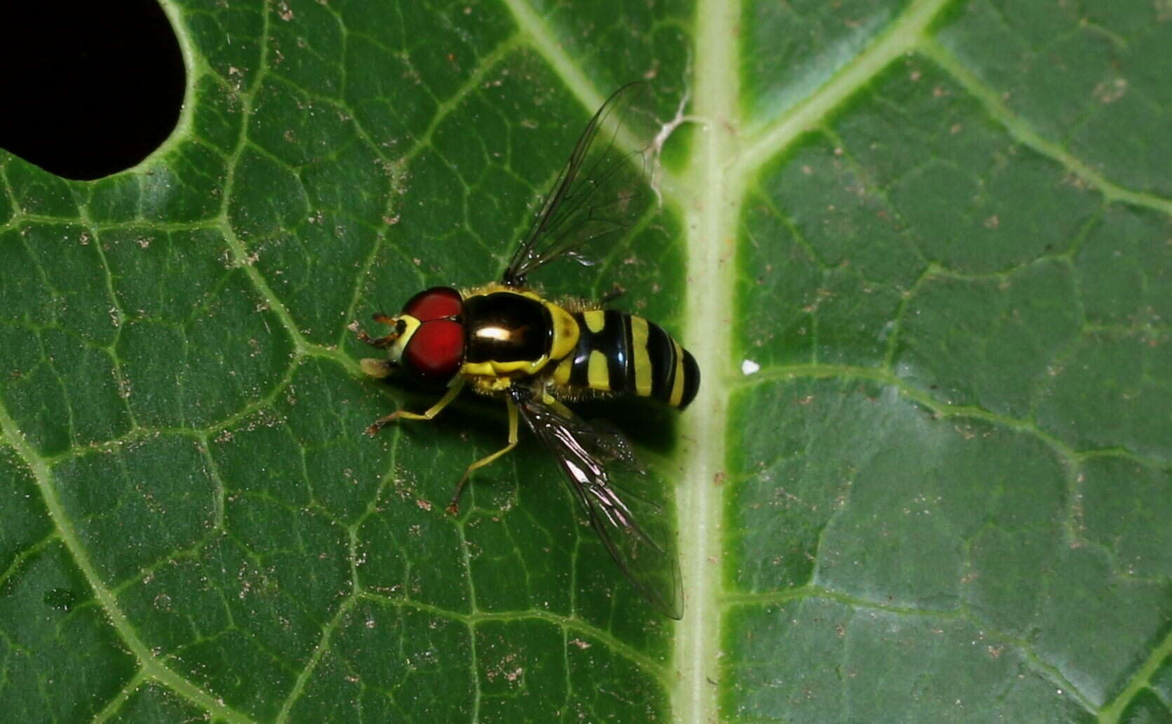 Image of Allograpta javana (Wiedemann 1824)