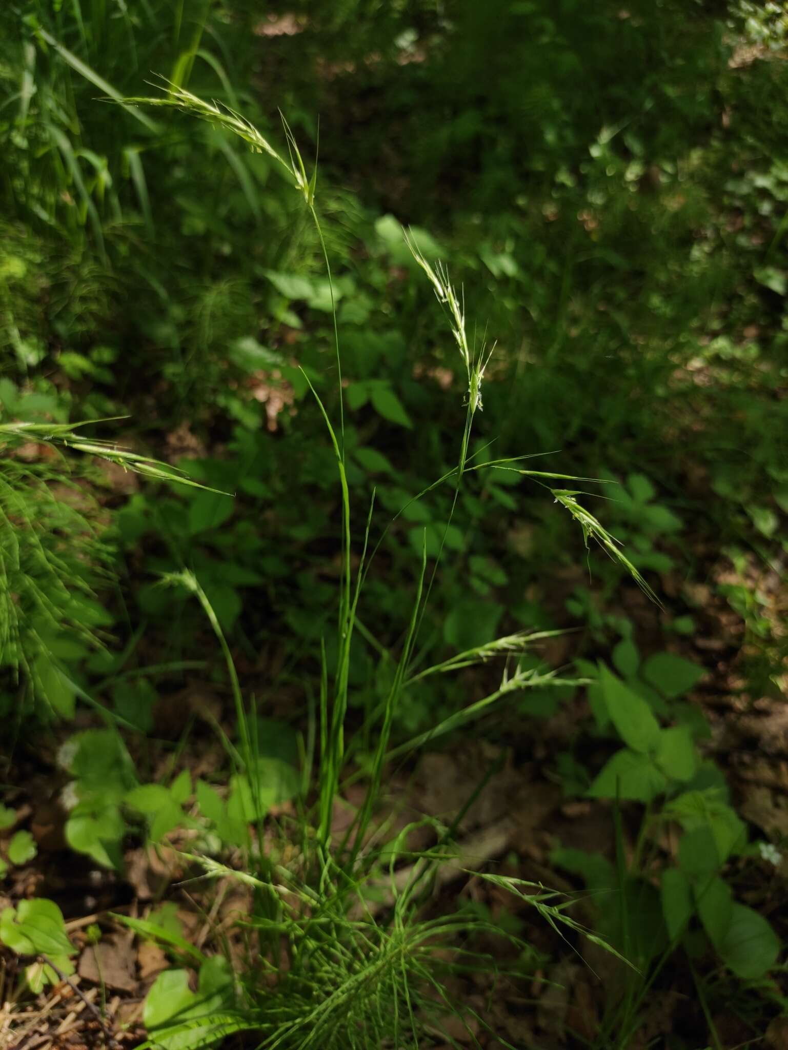 Image of Schizachne purpurascens subsp. callosa (Turcz. ex Griseb.) T. Koyama & Kawano