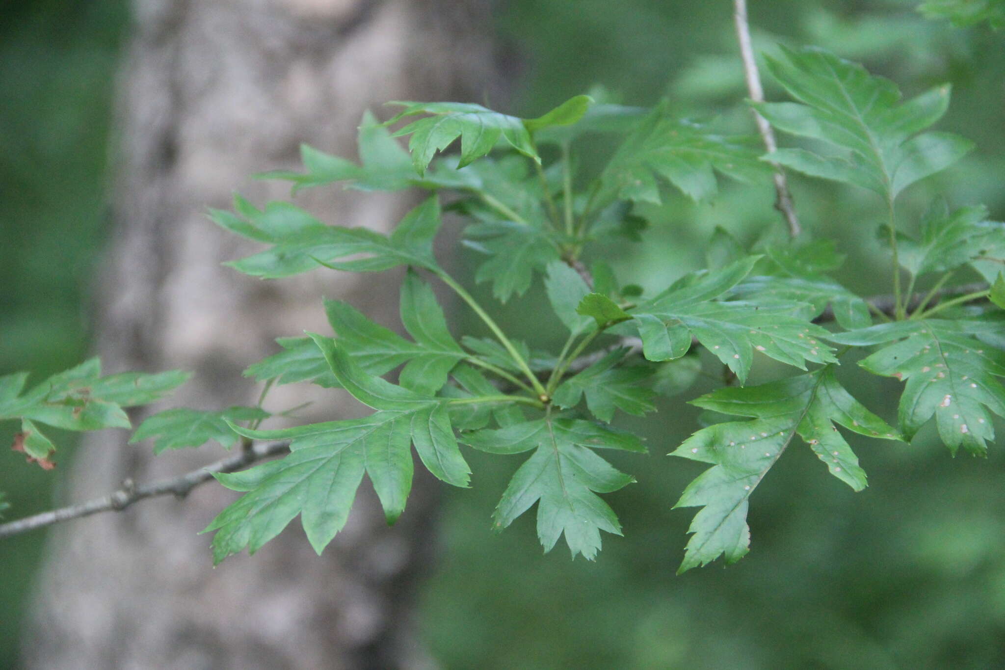 Image of Chinese Hawthorn