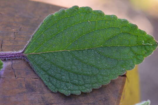 Image of <i>Coleus graveolens</i>